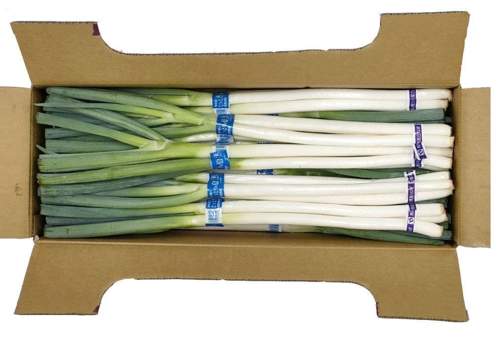 白葱（業務用） 約3kg/ケース