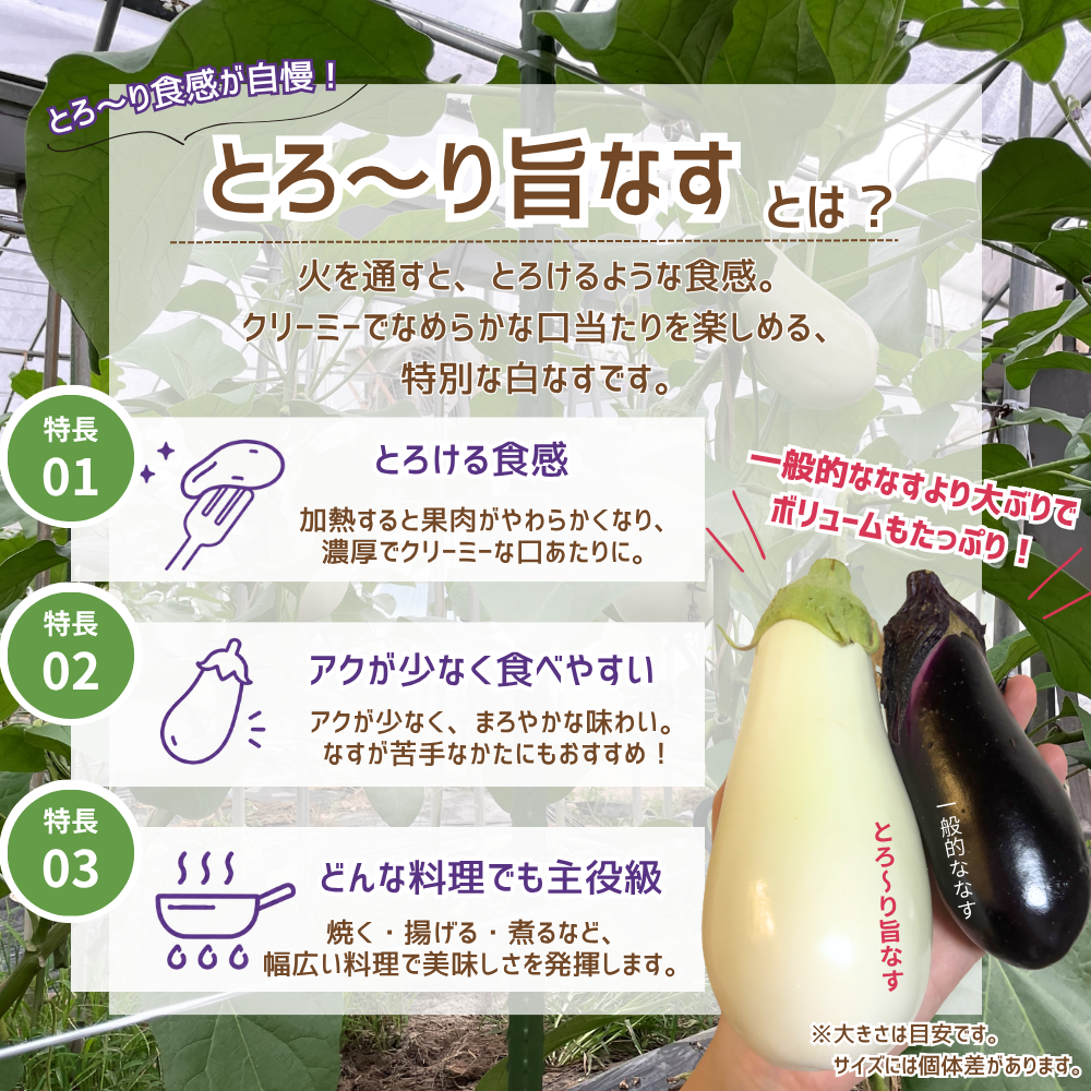 とろ～り旨なす 10本 | アグリセレクト 旬の果物・野菜ギフトをプロが