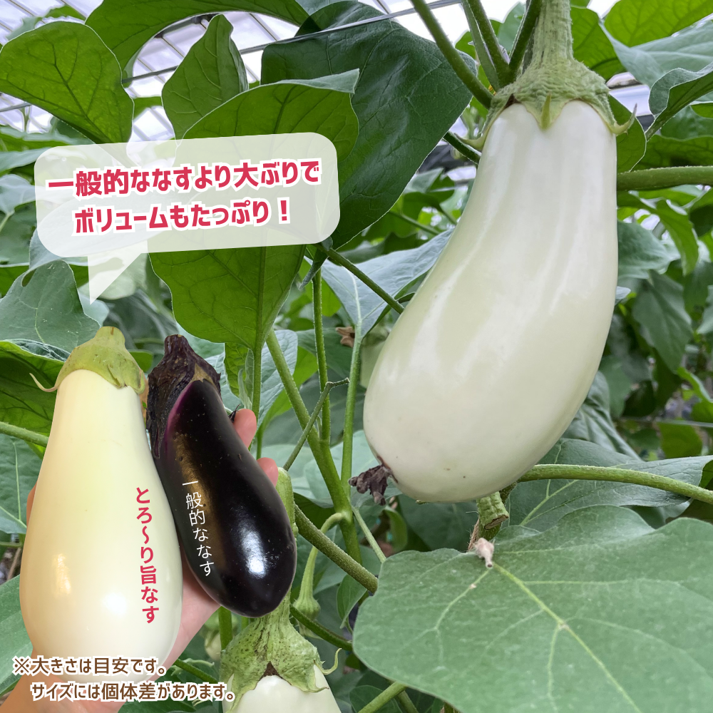 とろ～り旨なす 5本 | アグリセレクト 旬の果物・野菜ギフトをプロが