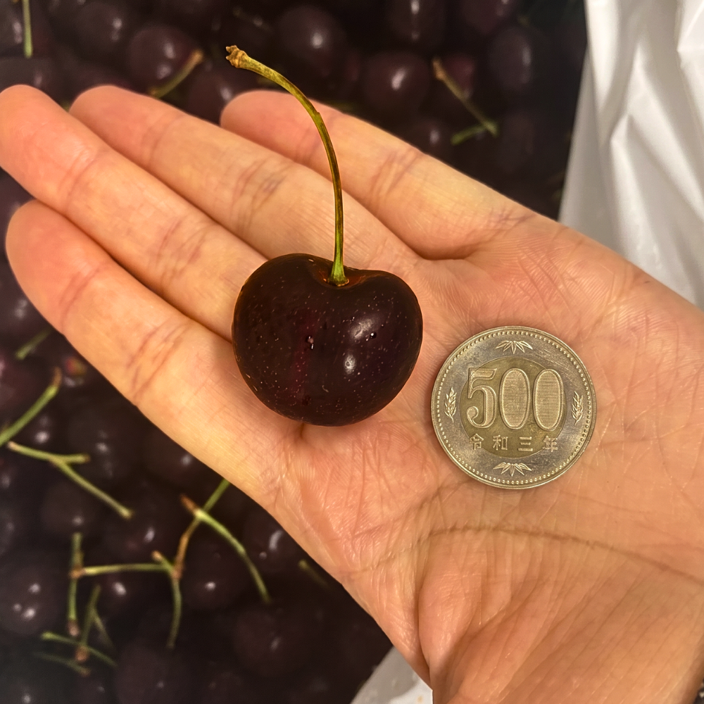 大粒アメリカンチェリー 約500g｜AGRISELECT（アグリセレクト）