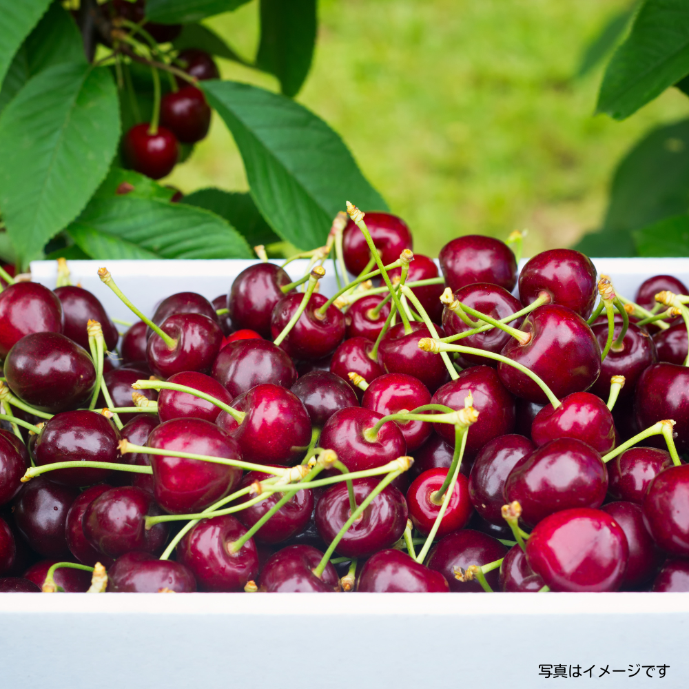 大粒アメリカンチェリー 約1㎏｜AGRISELECT（アグリセレクト）