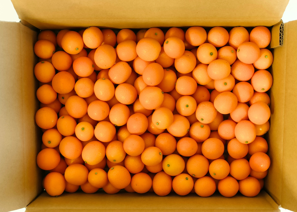 宮崎県産 完熟きんかん たまたま 約3kg｜AGRISELECT（アグリセレクト）