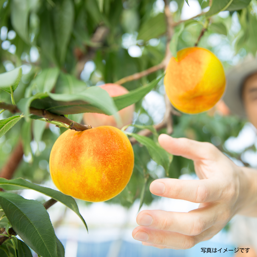 黄金桃 3玉×2箱 | アグリセレクト 旬の果物・野菜ギフトをプロが厳選し