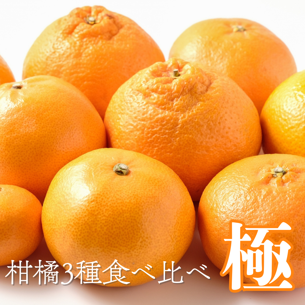 柑橘3種食べ比べ（極）
