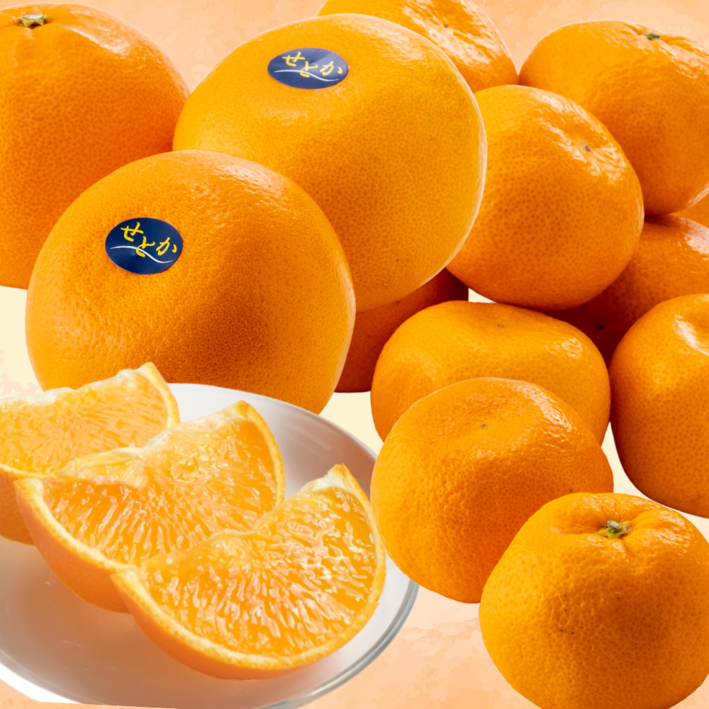 JAながさき西海　柑橘せとか・ハウスみかん 詰め合わせ