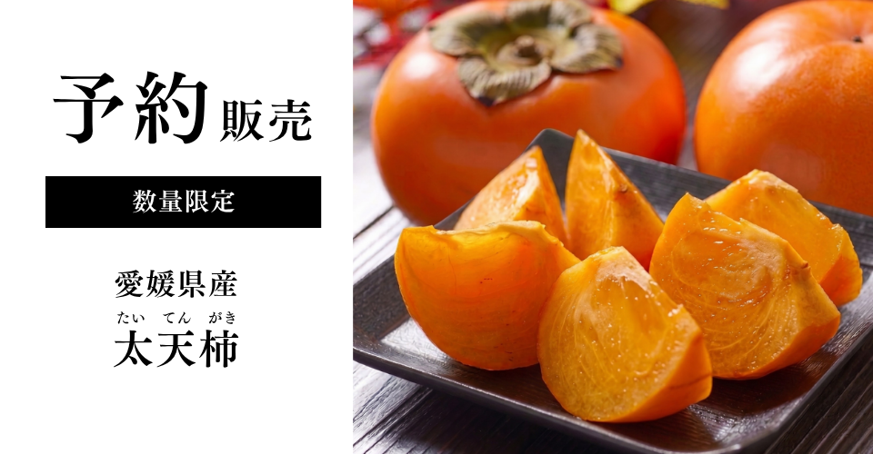 予約販売太天柿